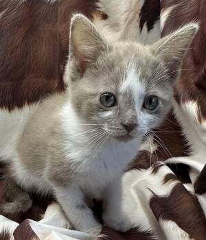 Domestic Short Hair and Tabby Cats Available for Adoption in San Diego, California - Kashary | PetCurious