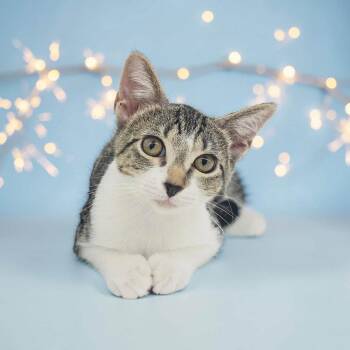 Susie -  Domestic Short Hair Cat for Adoption in Denver, Colorado - Susie | PetCurious