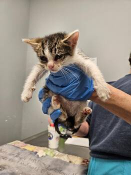 Ethel -  Domestic Short Hair Cat for Adoption in Bloomington, Indiana - Ethel | PetCurious