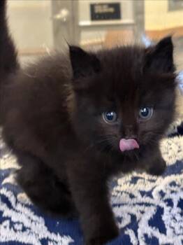 Domestic Short Hair Cats Available for Adoption in Tracy, California - NODDY | PetCurious