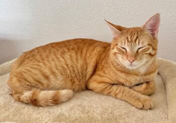 Tabby and Domestic Short Hair Cats Available for Adoption - Mojo! | PetCurious