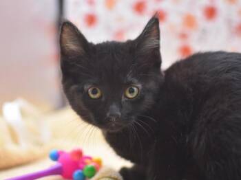 Rescue Domestic Short Hair Cats for Adoption in Portland, Oregon - Whitney | PetCurious