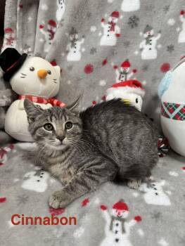 Rescue Tabby Cats for Adoption in Deltona, Florida - Cinnabon | PetCurious