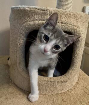 Rescue Tabby Cats for Adoption in Raleigh, North Carolina - Java | PetCurious