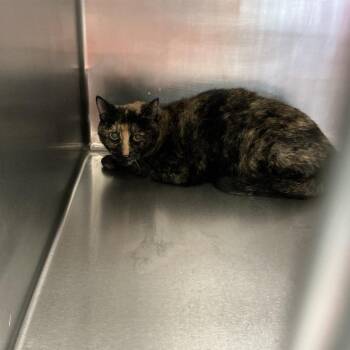 Domestic Short Hair Cats Available for Adoption in Saint Joseph, Missouri - Penny | PetCurious