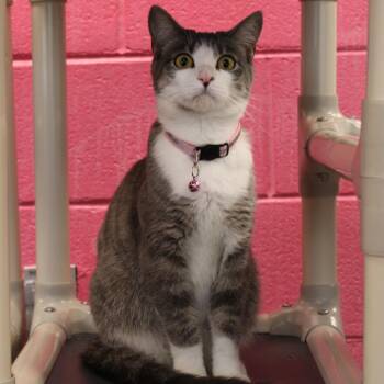 Pennylou -  Domestic Short Hair Cat for Adoption in Martinsville, Virginia - Pennylou | PetCurious