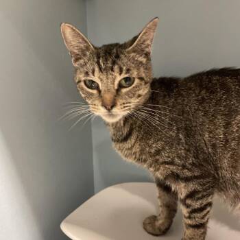 Astra -  Domestic Medium Hair Cat for Adoption in Chattanooga, Tennessee - Astra | PetCurious