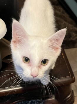 Rescue Domestic Short Hair Cats for Adoption in Zimmerman, Minnesota - Q-tip | PetCurious