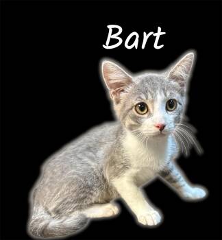 Bart (Bonded with Douglas) -  Domestic Short Hair Cat for Adoption in Auburn, California - Bart (Bonded With Douglas) | PetCurious