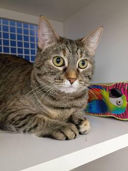 Rescue Domestic Short Hair Cats for Adoption in Morgantown, West Virginia - Pancake | PetCurious