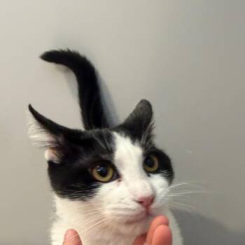 Sherlock -  Domestic Short Hair Cat for Adoption in Hattiesburg, Mississippi - Sherlock | PetCurious