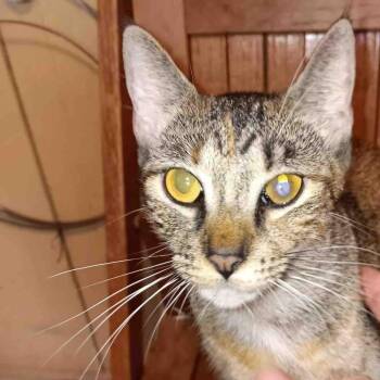 Mama Juniper -  Domestic Short Hair Cat for Adoption in Gonzales, Louisiana - Mama Juniper | PetCurious