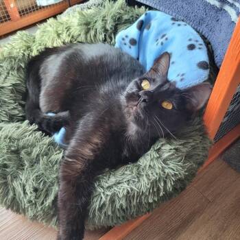 Thackery Binx -  Domestic Short Hair Cat for Adoption in Greensburg, Pennsylvania - Thackery Binx | PetCurious