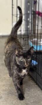 Tortoiseshell Cats Available for Adoption in Johnson City, Tennessee - Zinnia | PetCurious