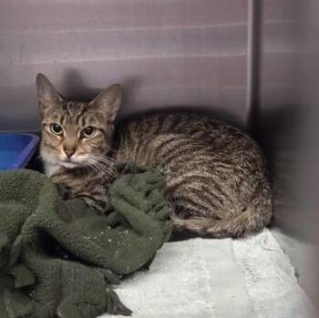 Pink -  Domestic Short Hair Cat for Adoption in Worcester, Massachusetts - Pink | PetCurious
