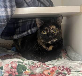 Milan -  Domestic Short Hair Cat for Adoption in Reisterstown, Maryland - Milan | PetCurious