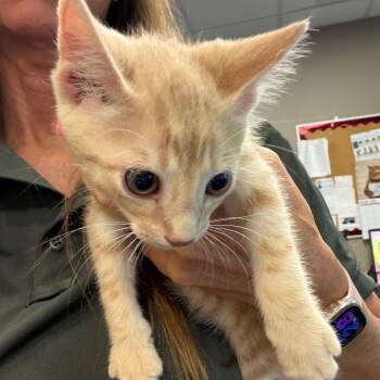 Dreamsicle -  Domestic Short Hair Cat for Adoption in Norman, Oklahoma - Dreamsicle | PetCurious
