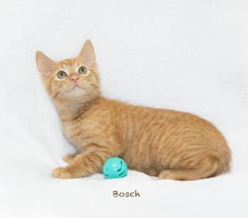 Bosch -  Domestic Medium Hair Cat for Adoption in Hot Springs Village, Arkansas - Bosch | PetCurious