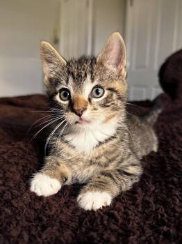 Nibs (bonded to Tootles) -  Domestic Short Hair Cat for Adoption in Columbia, Maryland - Nibs (bonded To Tootles) | PetCurious