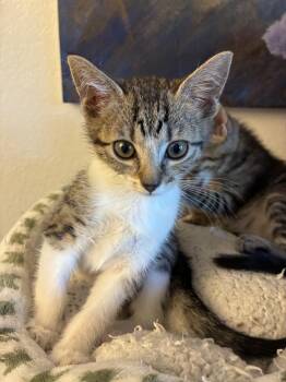 Spike -  Domestic Short Hair Cat for Adoption in Reno, Nevada - Spike | PetCurious