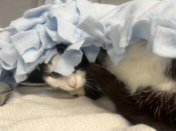 Domestic Short Hair Cats Available for Adoption - Kinkajou | PetCurious