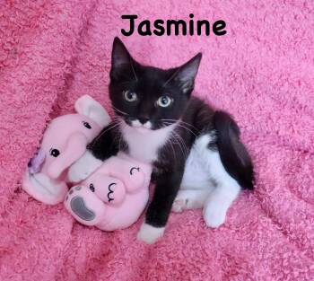 Jasmine -  Tuxedo Cat for Adoption in St. Augustine, Florida - Jasmine | PetCurious
