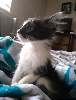 Rescue Domestic Long Hair Cats for Adoption in Calimesa, California - Sabrina | PetCurious