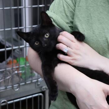 Rescue Domestic Short Hair Cats for Adoption in Beacon, New York - Lizzie | PetCurious