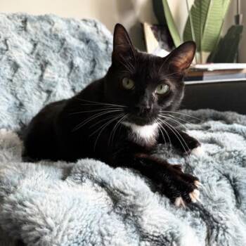 Whiskers -  Domestic Short Hair Cat for Adoption in Atlanta, Georgia - Whiskers | PetCurious