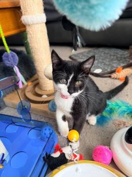 Domestic Short Hair Cats Available for Adoption - Rumble | PetCurious