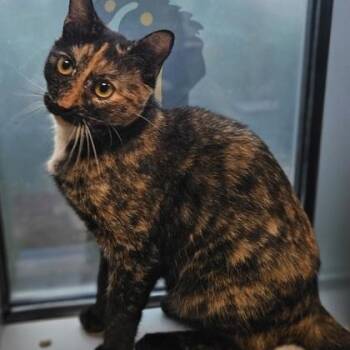 Hazel -  American Shorthair Cat for Adoption in Gainesville, Texas - Hazel | PetCurious