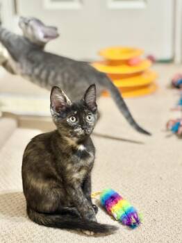 Meowgan Rapinoe -  Tortoiseshell Cat for Adoption - Meowgan Rapinoe | PetCurious