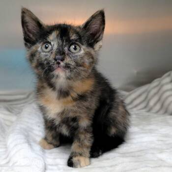 Bari (purple collar) -  Domestic Short Hair Cat for Adoption in Michigan City, Indiana - Bari (purple Collar) | PetCurious