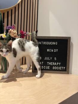 Wendy -  Domestic Short Hair Cat for Adoption in Burnaby, British Columbia - Wendy | PetCurious