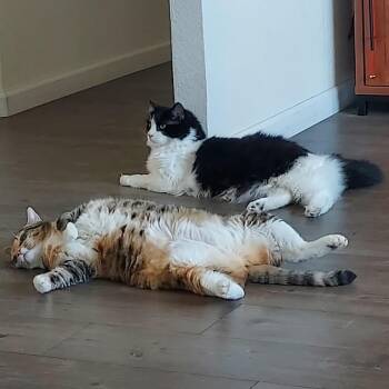 Ruby -  Domestic Long Hair Cat for Adoption in Talent, Oregon - Ruby | PetCurious