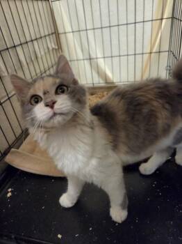 SPARKLES -  Domestic Long Hair Cat for Adoption in Hagerstown, Maryland - SPARKLES | PetCurious