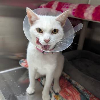 Adelaide -  Domestic Short Hair Cat for Adoption in Detroit Lakes, Minnesota - Adelaide | PetCurious