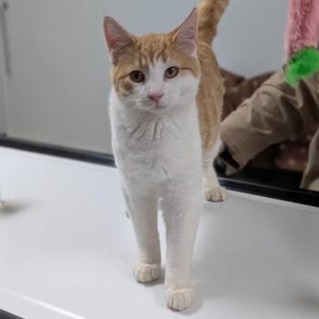 Domestic Short Hair Cats Available for Adoption - George | PetCurious
