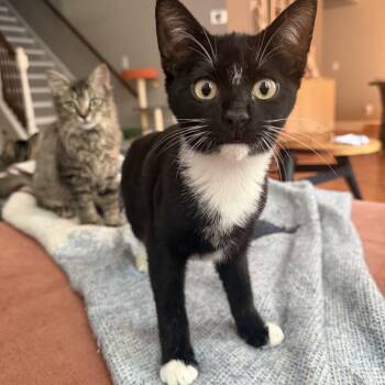 Javadi -  Domestic Short Hair Cat for Adoption in Seneca, South Carolina - Javadi | PetCurious