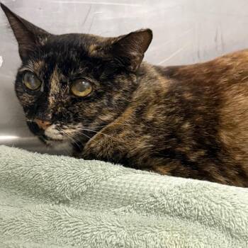 Sakura -  Domestic Short Hair Cat for Adoption in Sunrise, Florida - Sakura | PetCurious