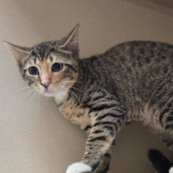 Ruthy -  Domestic Short Hair Cat for Adoption in Ballston Spa, New York - Ruthy | PetCurious