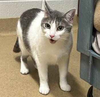MAISY -  Domestic Short Hair Cat for Adoption in Derwood, Maryland - MAISY | PetCurious