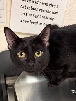 Felix -  Domestic Short Hair Cat for Adoption in Austin, Texas - Felix | PetCurious