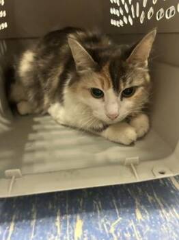 Bettie -  Domestic Long Hair and Domestic Short Hair Cat for Adoption in Simcoe, Ontario - Bettie | PetCurious