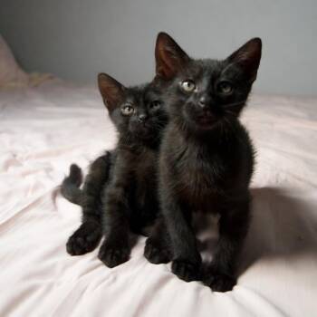 Domestic Short Hair Cats Available for Adoption in Port Richey, Florida - Berry | PetCurious