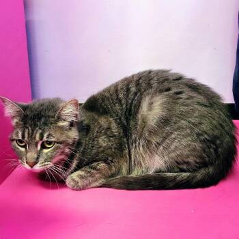 Sassy -  Domestic Short Hair Cat for Adoption in Springfield, Illinois - Sassy | PetCurious