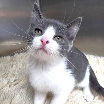Turnip -  Domestic Short Hair Cat for Adoption in Michigan City, Indiana - Turnip | PetCurious