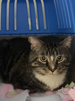 Louie -  Domestic Short Hair Cat for Adoption in Saint Paul, Minnesota - Louie | PetCurious
