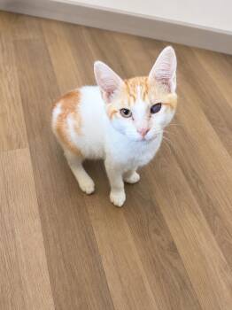 Nimbus -  Domestic Medium Hair Cat for Adoption in Rio Linda, California - Nimbus | PetCurious