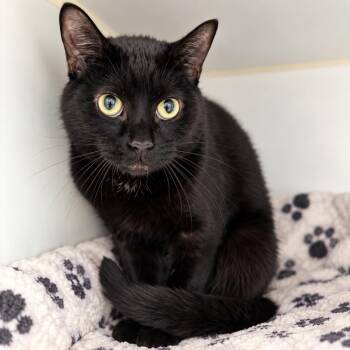 Adorno -  Domestic Short Hair Cat for Adoption in Pontiac, Michigan - Adorno | PetCurious